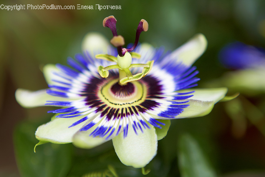 Flora, Plant, Blossom, Flower, Geranium