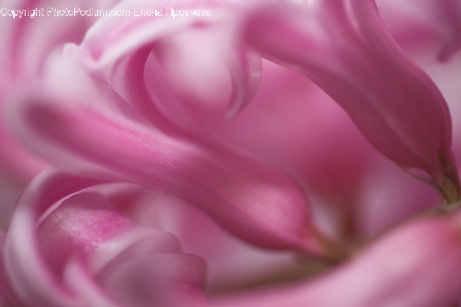 Blossom, Flora, Flower, Plant, Rose