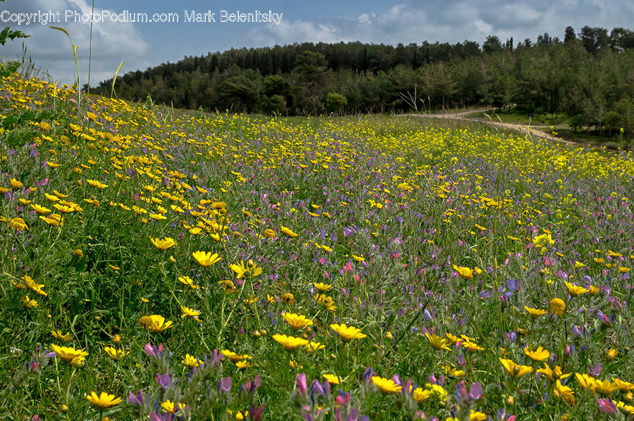 Countryside, Farm, Field, Grassland, Meadow