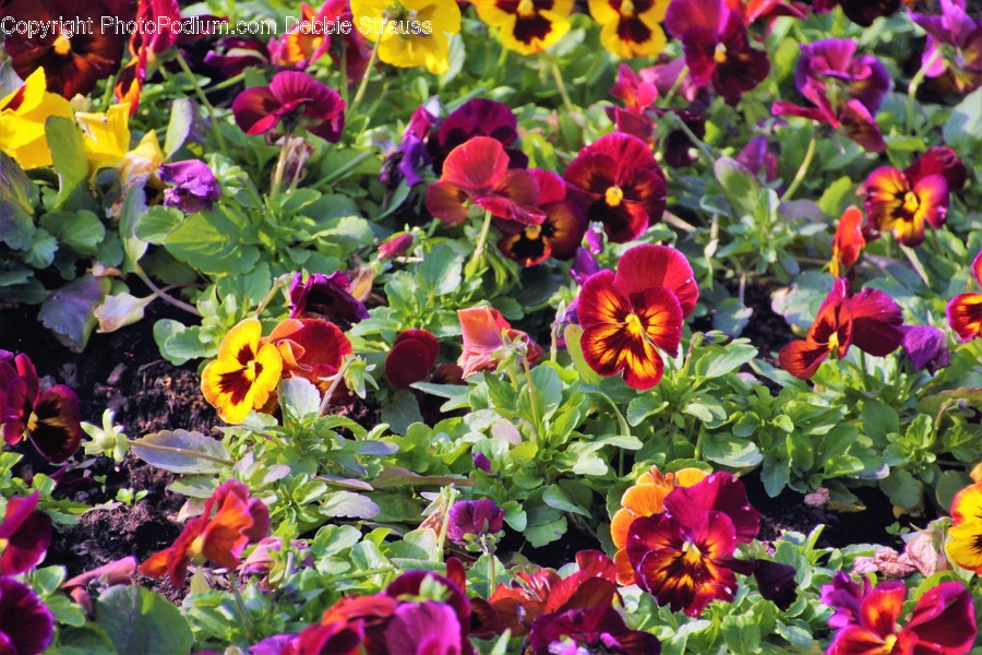 Blossom, Flora, Flower, Pansy, Plant