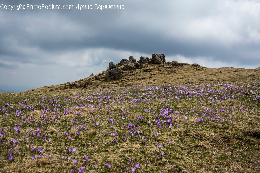 Outdoors, Plateau, Field, Grassland, Blossom