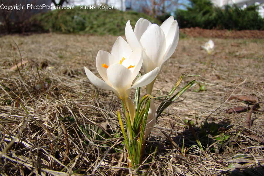 Blossom, Crocus, Flora, Flower, Plant