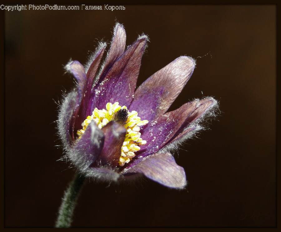 Blossom, Flora, Flower, Plant, Crocus