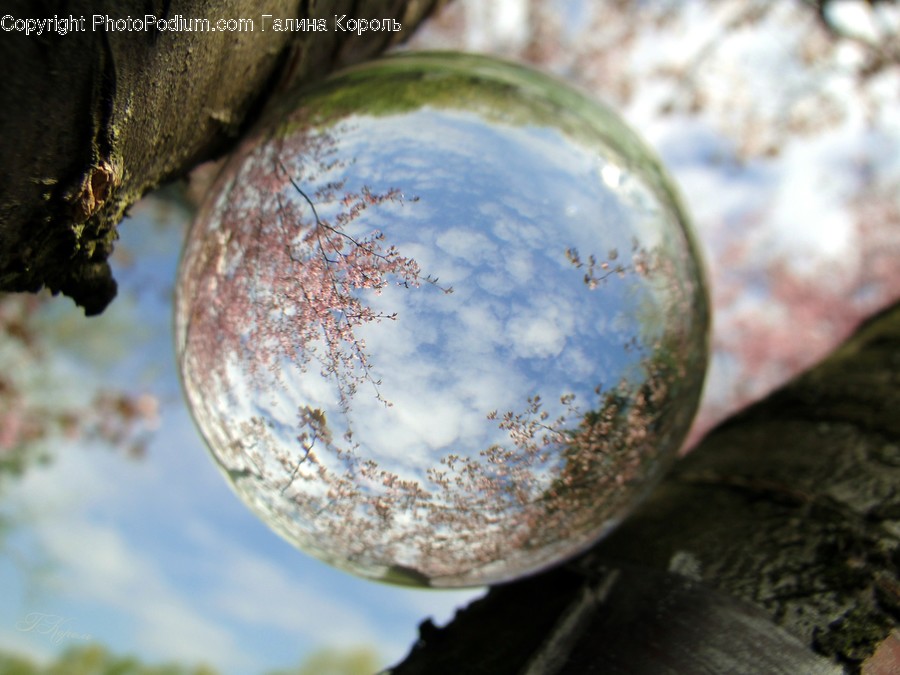 Ball, Sphere, Conifer, Flora, Plant