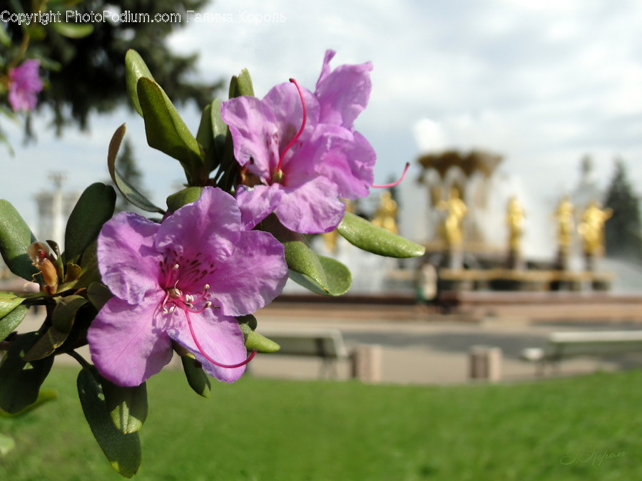 Blossom, Flora, Flower, Plant, Food