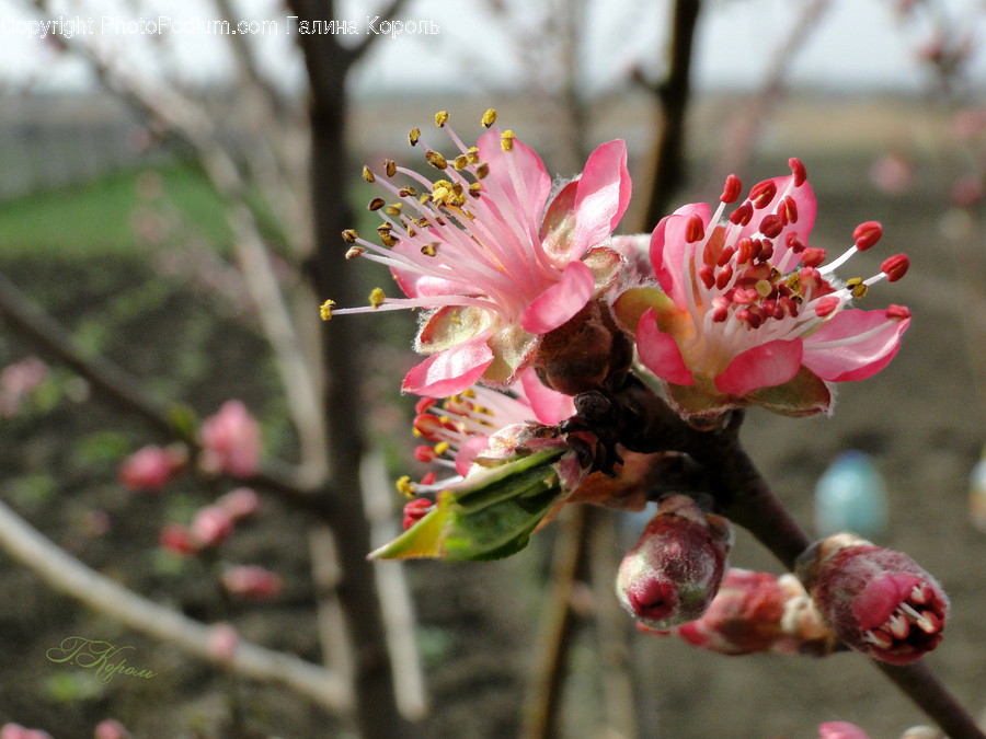 Blossom, Flora, Flower, Plant, Cherry Blossom
