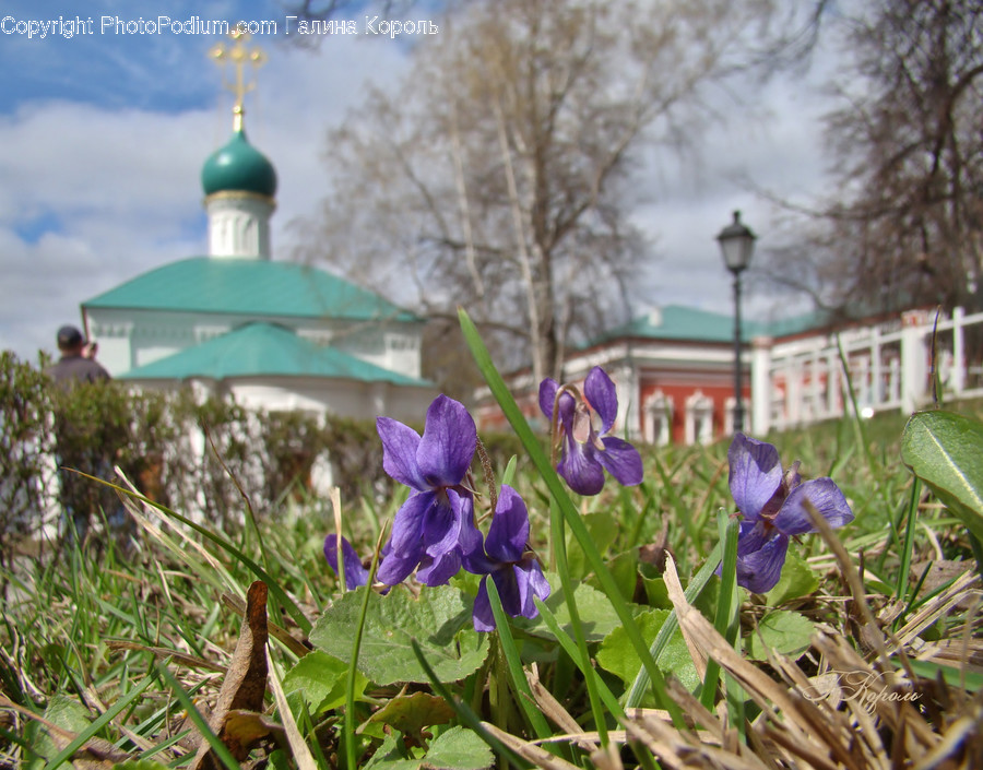 Blossom, Flora, Flower, Plant, Violet