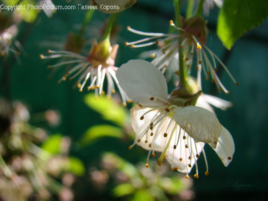 Blossom, Flora, Flower, Plant, Conifer