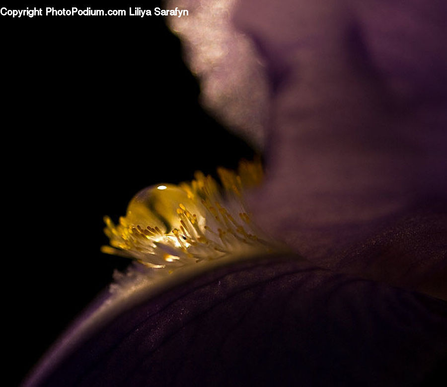 People, Person, Human, Flora, Flower, Iris, Plant