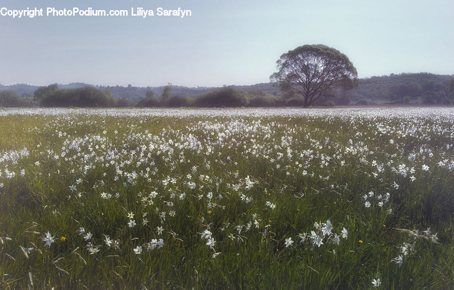 Field, Grass, Grassland, Land, Outdoors, Plant, Tree