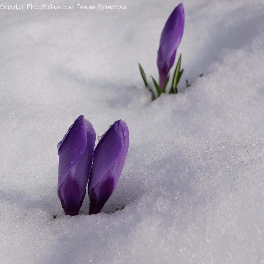 Blossom, Crocus, Flora, Flower, Plant