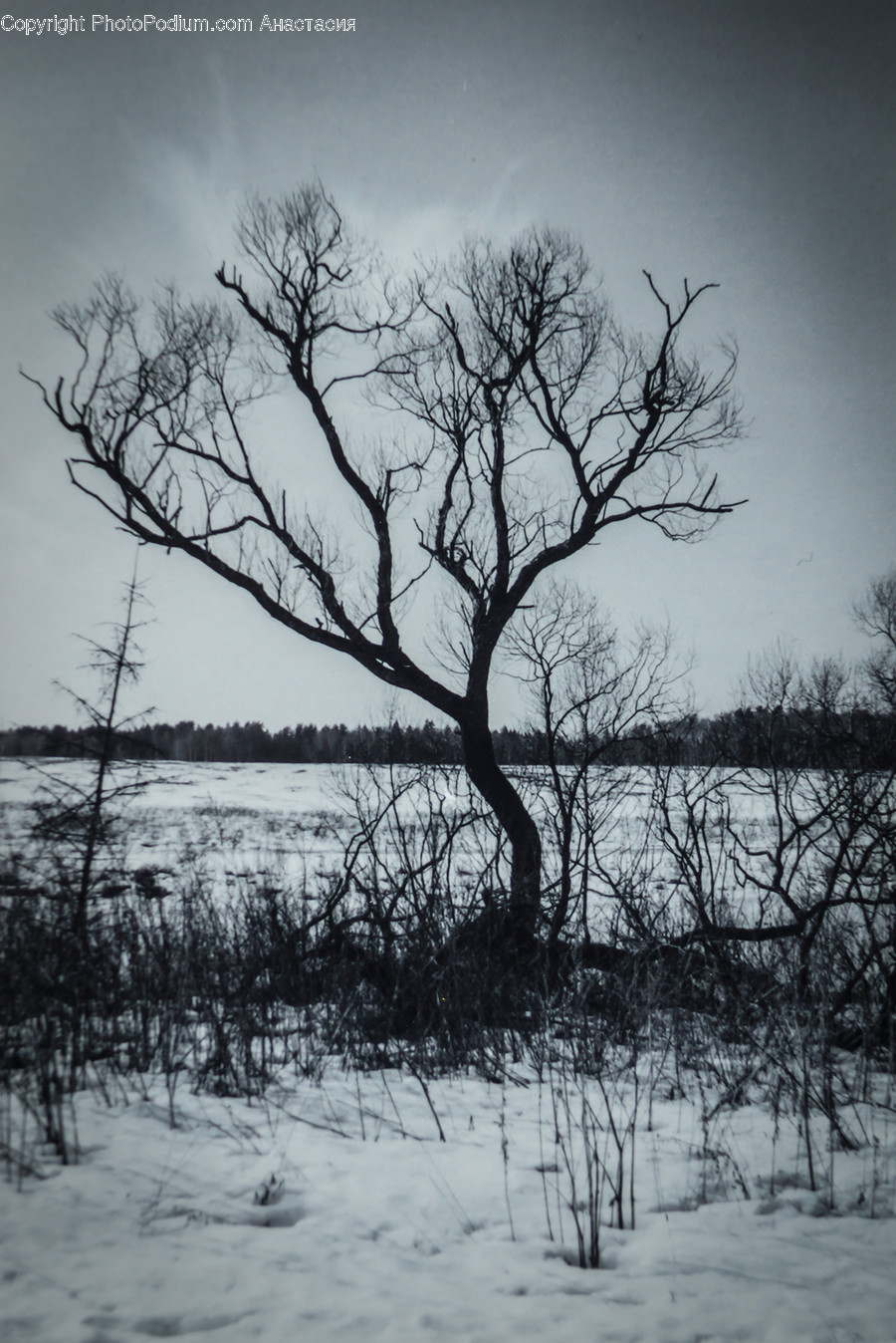 Flora, Plant, Tree, Oak, Silhouette