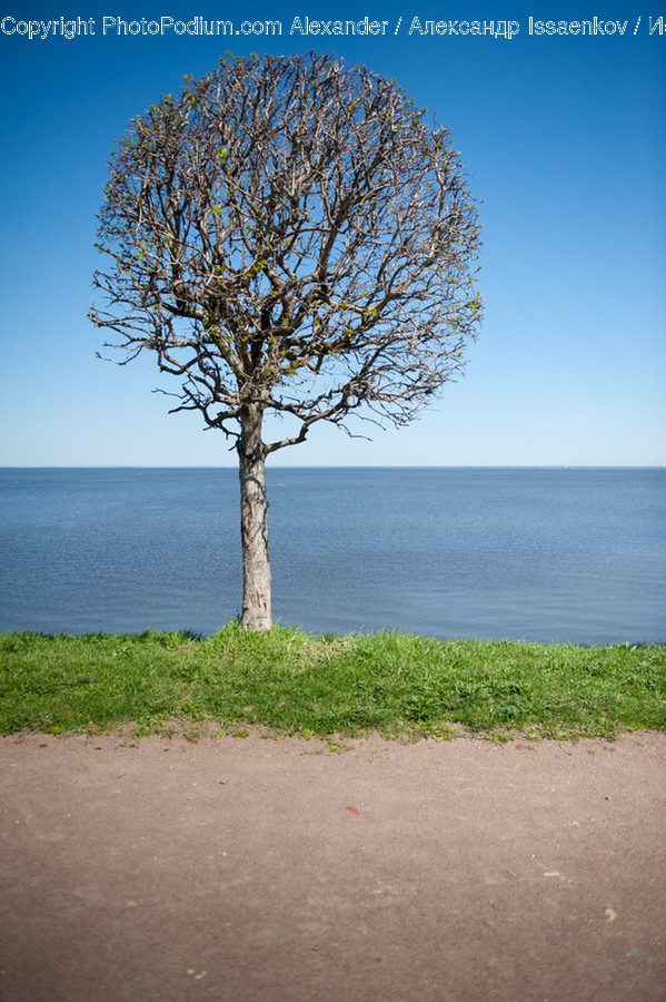 Flora, Plant, Tree, Bush, Vegetation