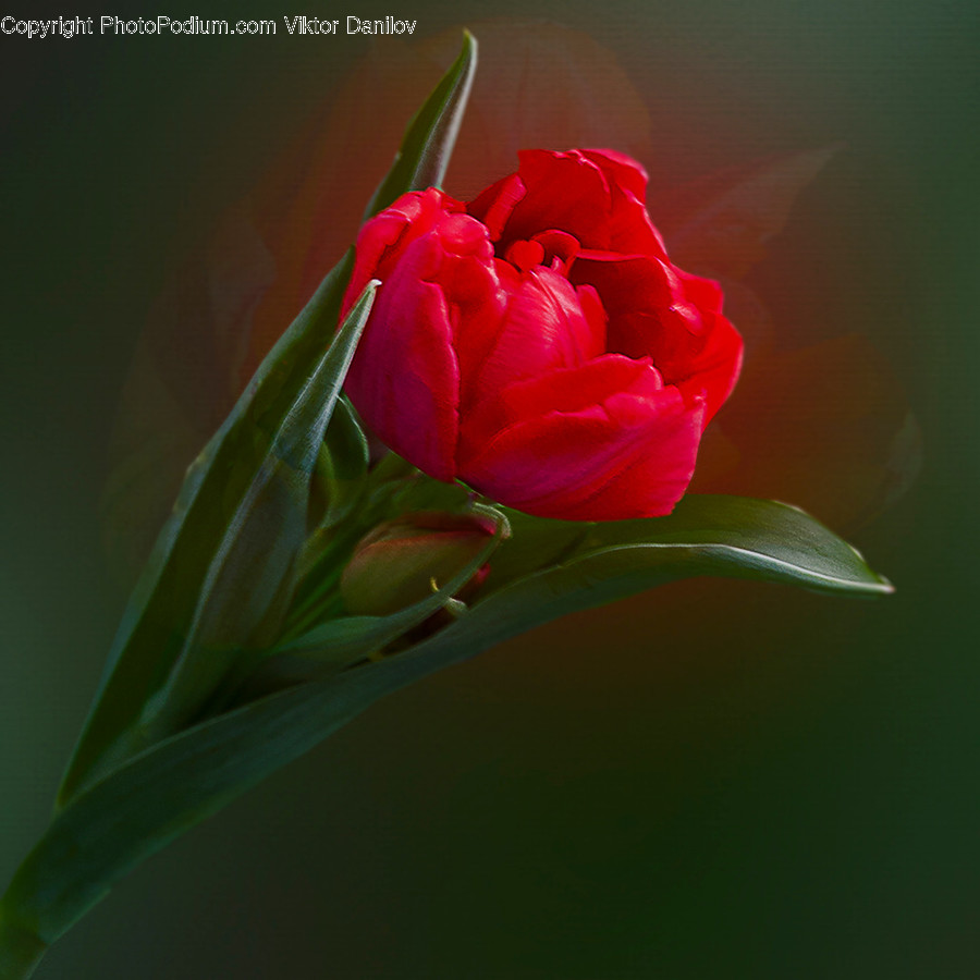 Blossom, Flora, Flower, Geranium, Plant