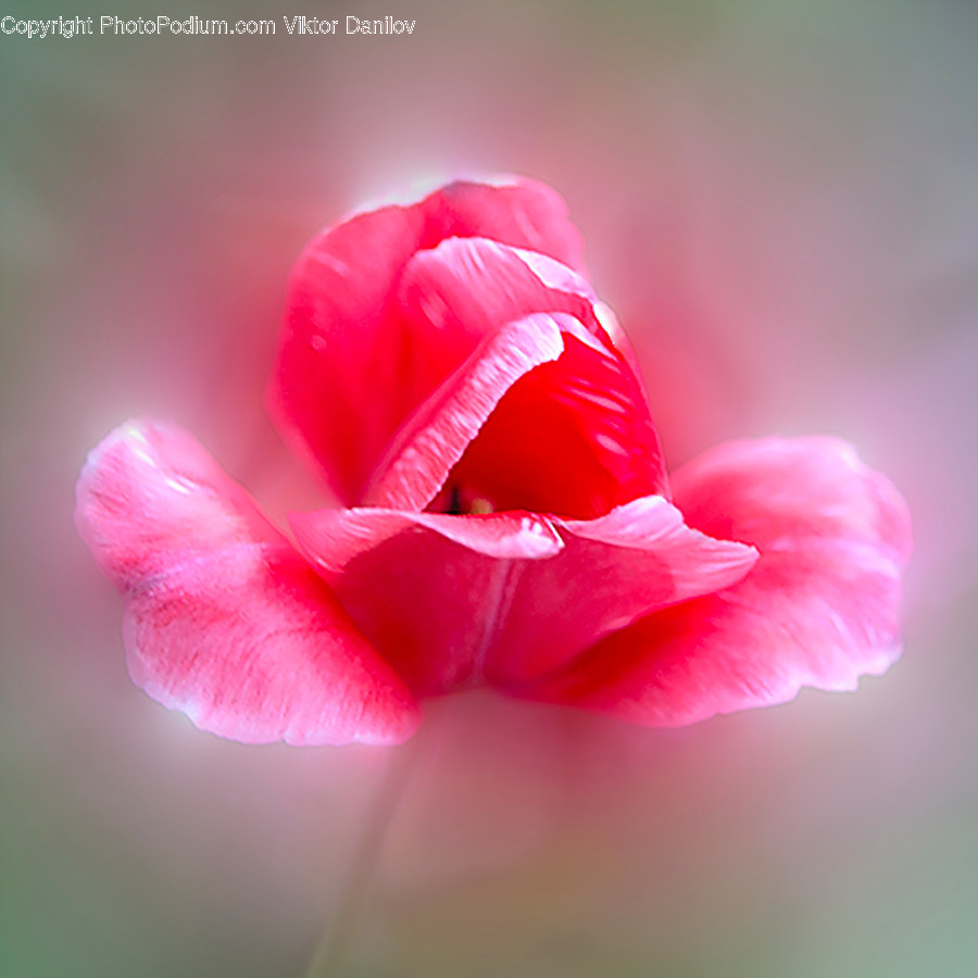 Blossom, Flora, Flower, Geranium, Plant