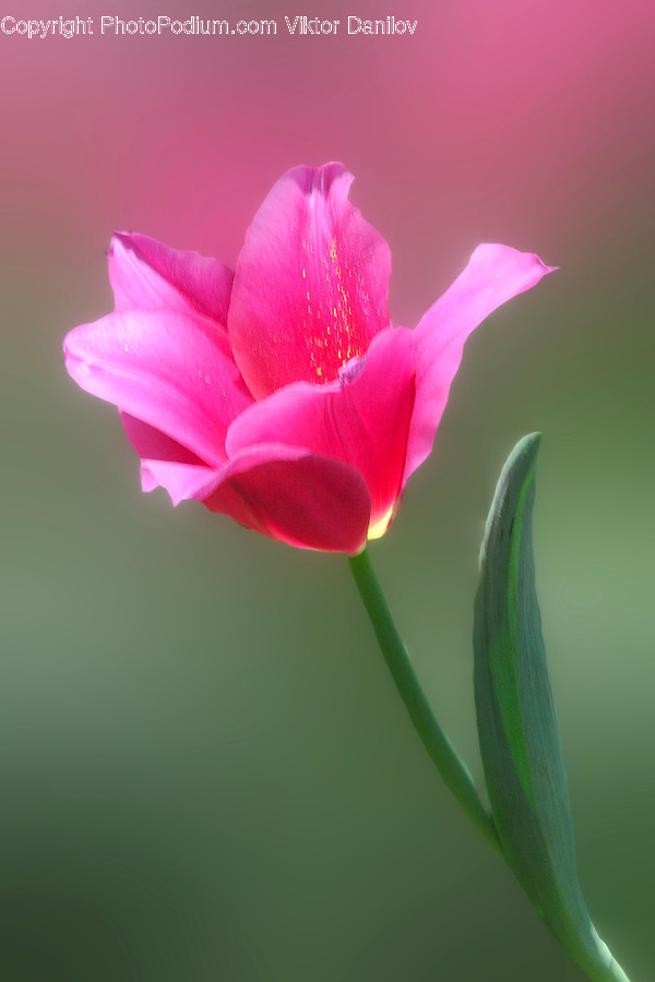 Blossom, Flora, Flower, Geranium, Plant