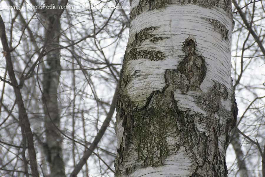Birch, Flora, Plant, Tree, Tree Trunk