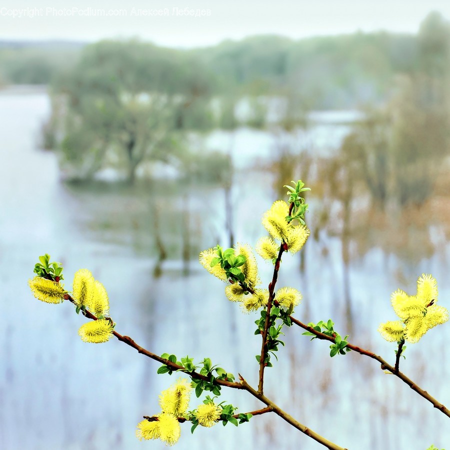 Blossom, Flora, Flower, Plant, Petal