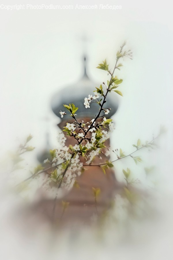 Blossom, Flora, Flower, Plant, Cherry Blossom