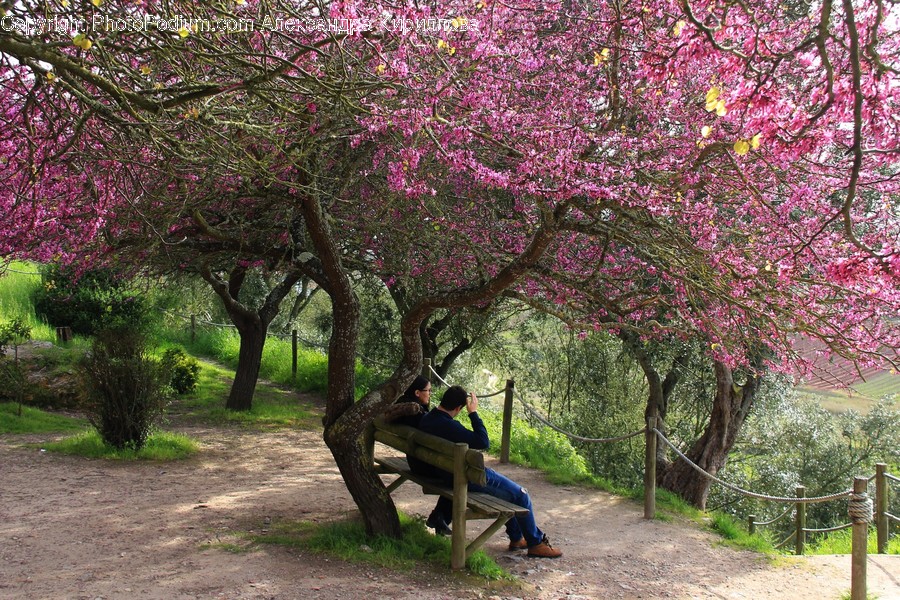 Blossom, Cherry Blossom, Flora, Flower, Plant