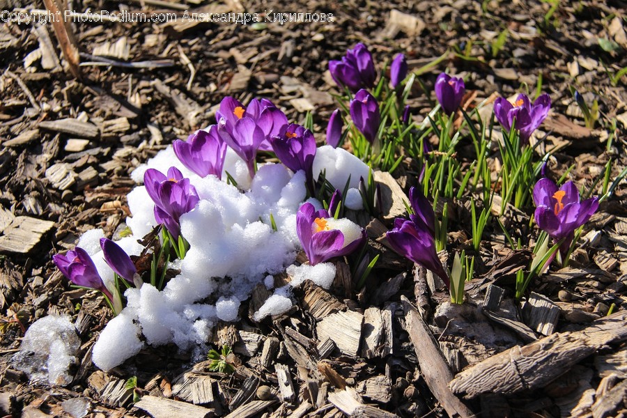 Blossom, Crocus, Flora, Flower, Plant