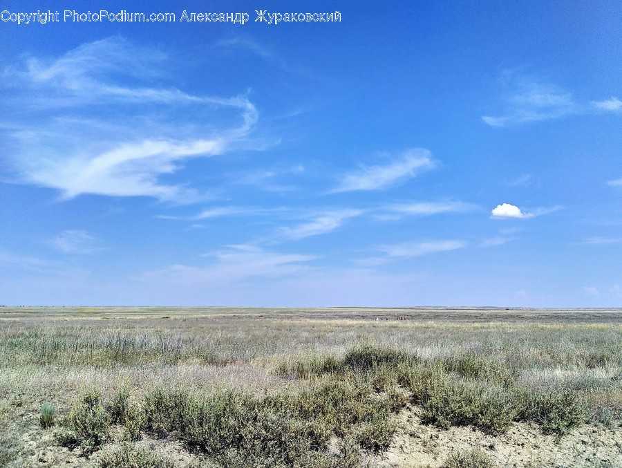 Field, Grassland, Outdoors, Flora, Grass