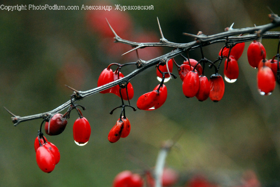 Flora, Food, Fruit, Plant, Produce