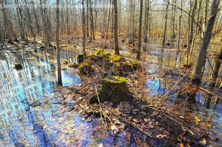 Land, Marsh, Outdoors, Swamp, Water