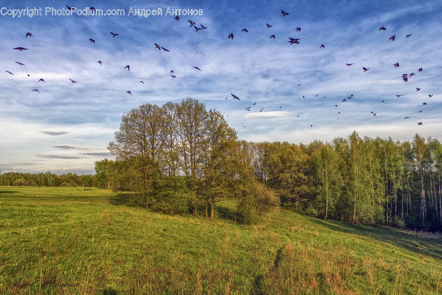 Field, Grassland, Outdoors, Flora, Grass