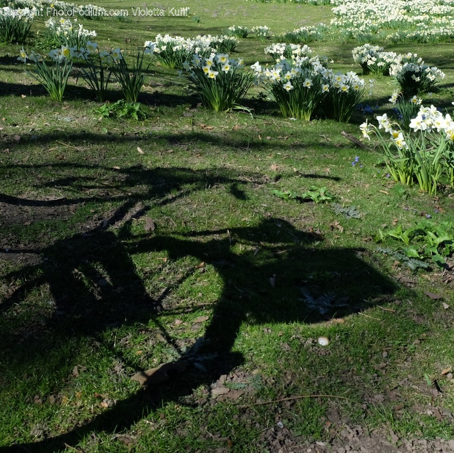 Blossom, Daffodil, Flora, Flower, Plant