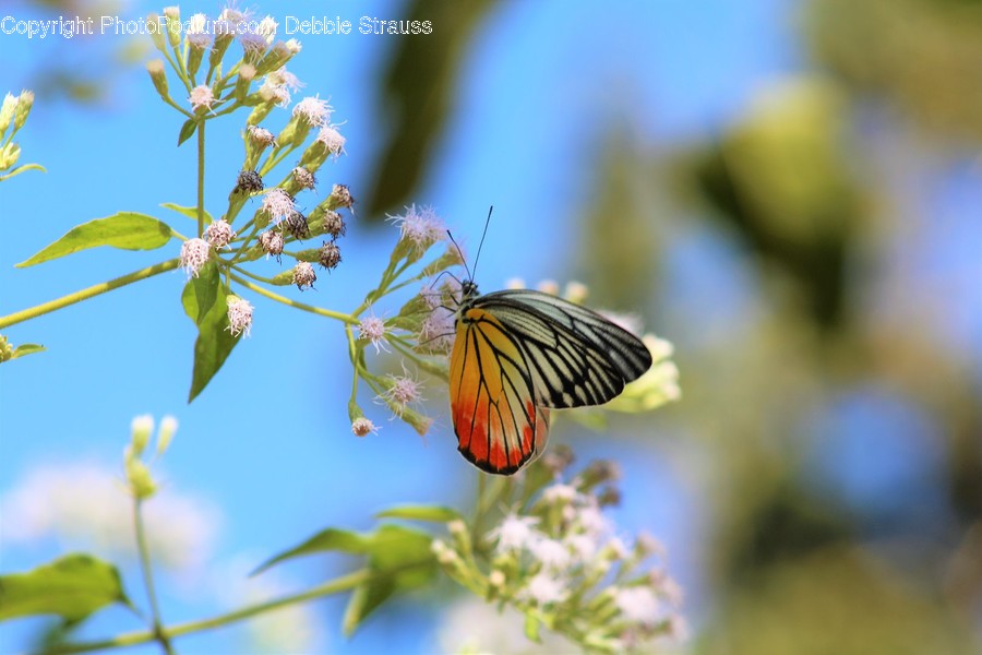 Animal, Butterfly, Insect, Invertebrate, Blossom