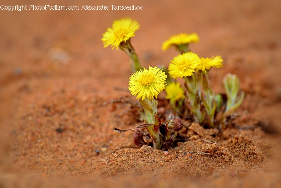 Asteraceae, Blossom, Flora, Flower, Plant