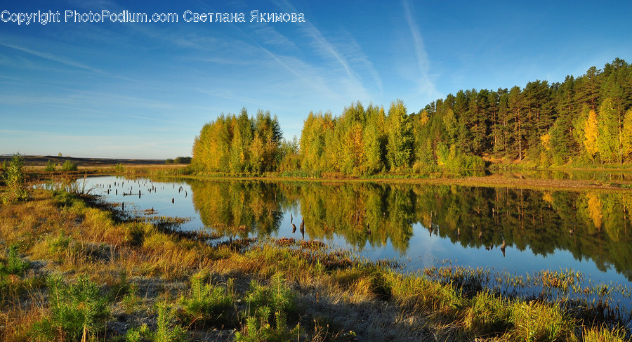 Land, Marsh, Outdoors, Swamp, Water