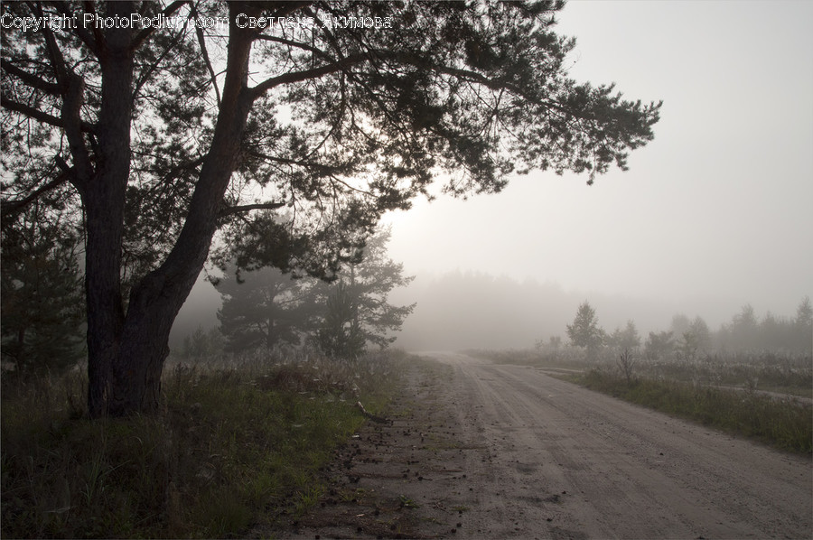 Dirt Road, Gravel, Road, Flora, Plant