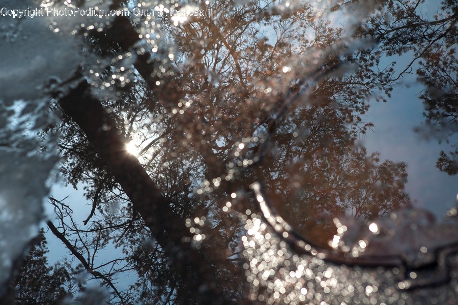 Puddle, Conifer, Flora, Plant, Tree
