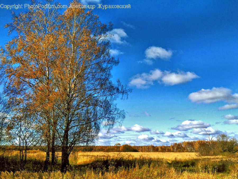Field, Grassland, Outdoors, Flora, Plant