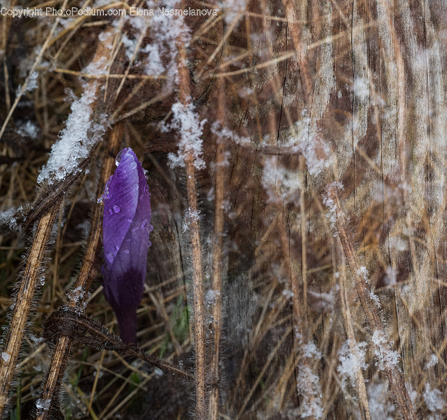 Blossom, Crocus, Flora, Flower, Plant