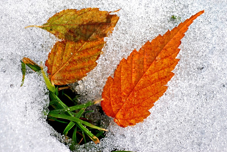 Flora, Leaf, Maple Leaf, Plant, Ivy