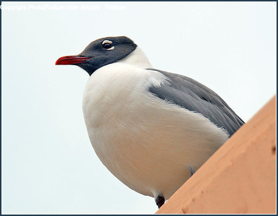 Head, Portrait, Bird, Dove, Pigeon