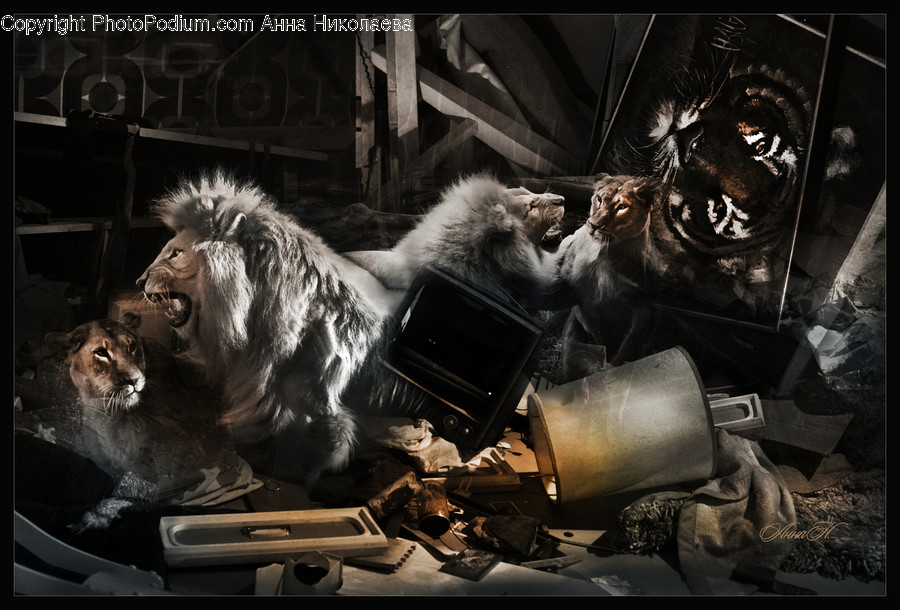 Animal, Cougar, Mammal, Puma, Wildlife