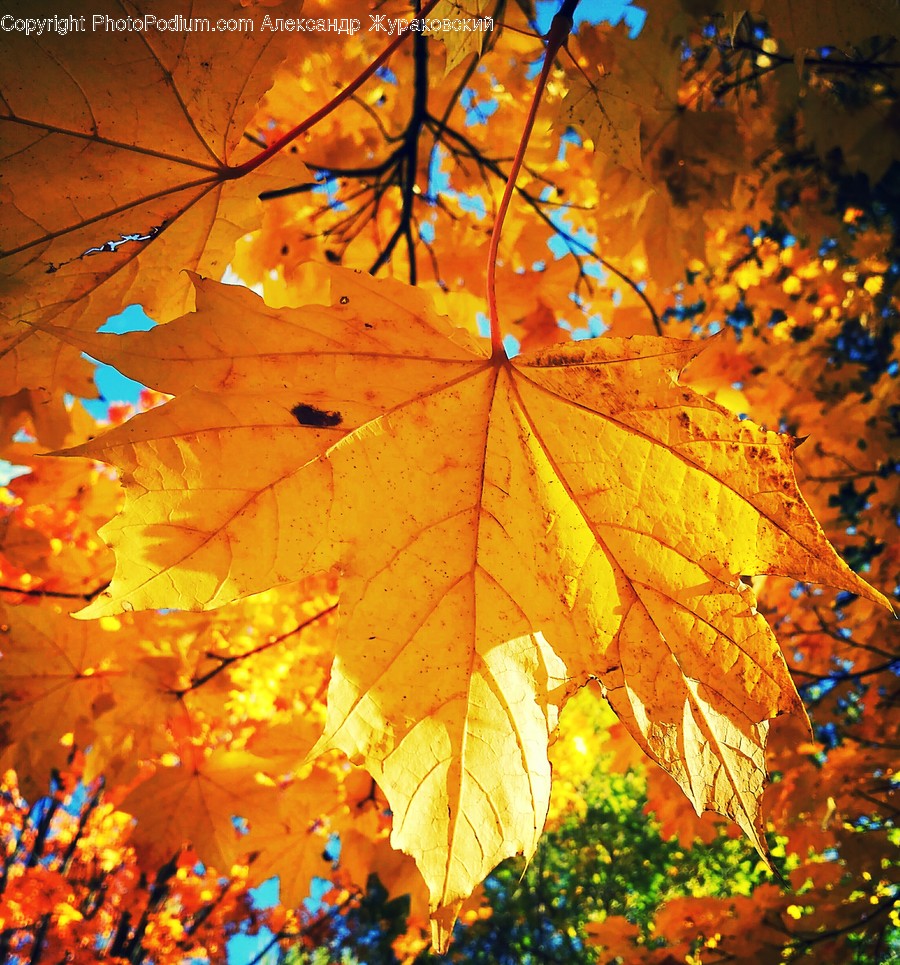 Flora, Maple, Plant, Tree, Veins