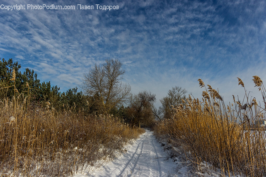 Dirt Road, Gravel, Road, Flora, Grass