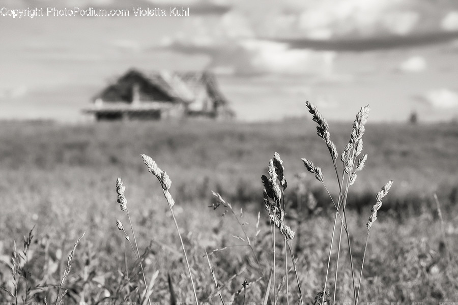 Countryside, Field, Grassland, Nature, Outdoors