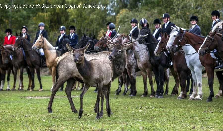 Human, People, Person, Animal, Horse