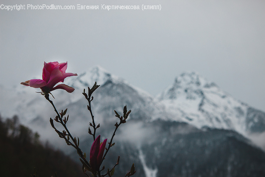 Blossom, Flora, Flower, Geranium, Plant