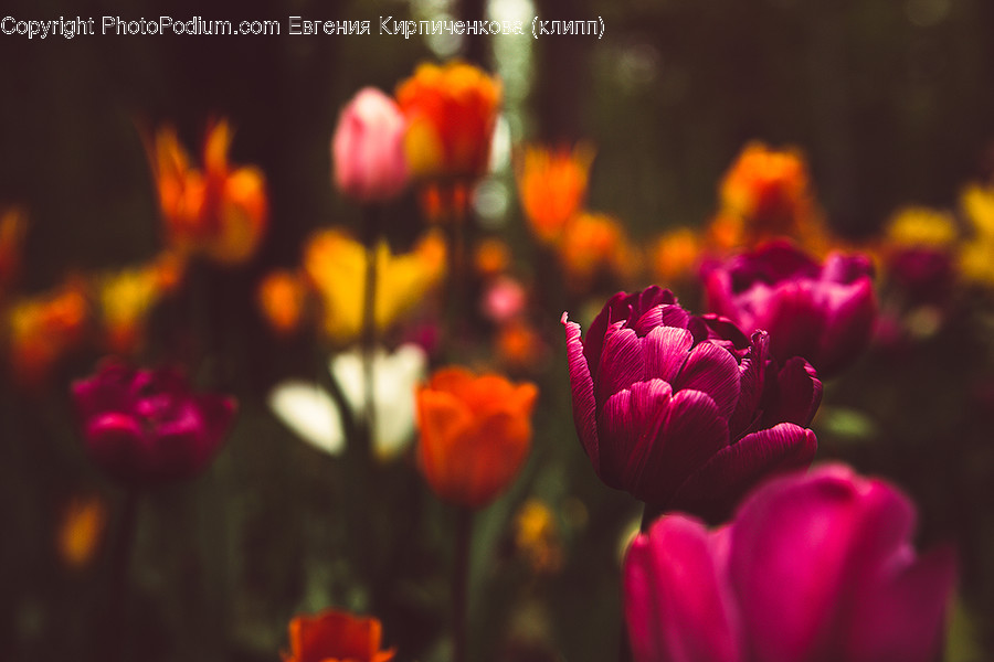 Blossom, Flora, Flower, Plant, Tulip