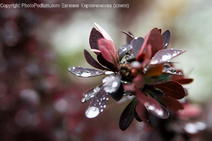 Blossom, Flora, Flower, Plant, Cherry Blossom