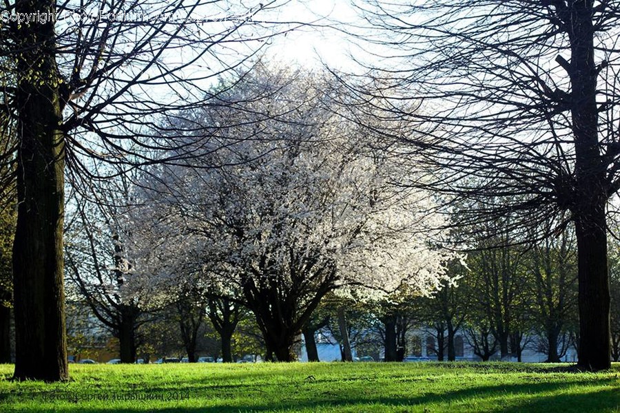 Flora, Plant, Tree, Grass, Park