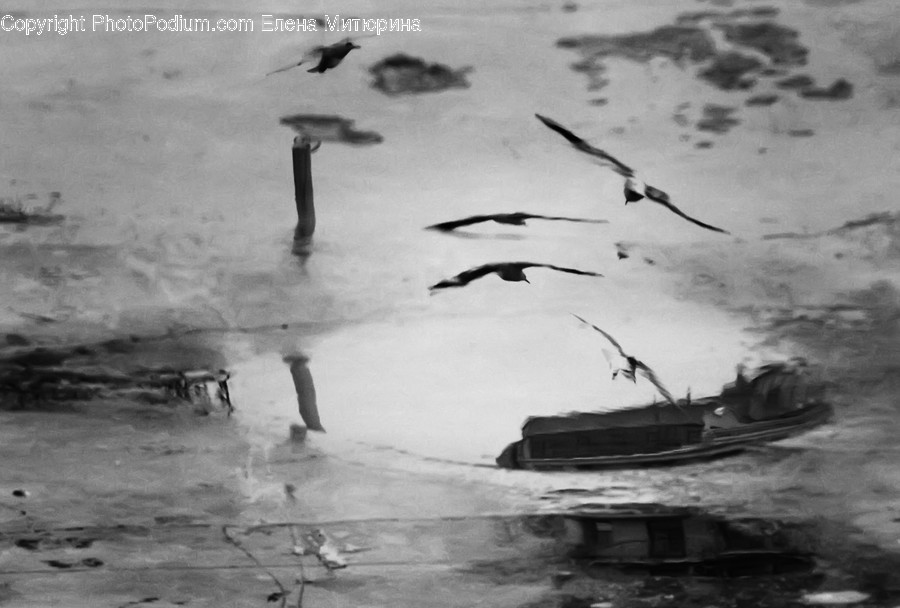 Animal, Bird, Seagull, Barge, Boat