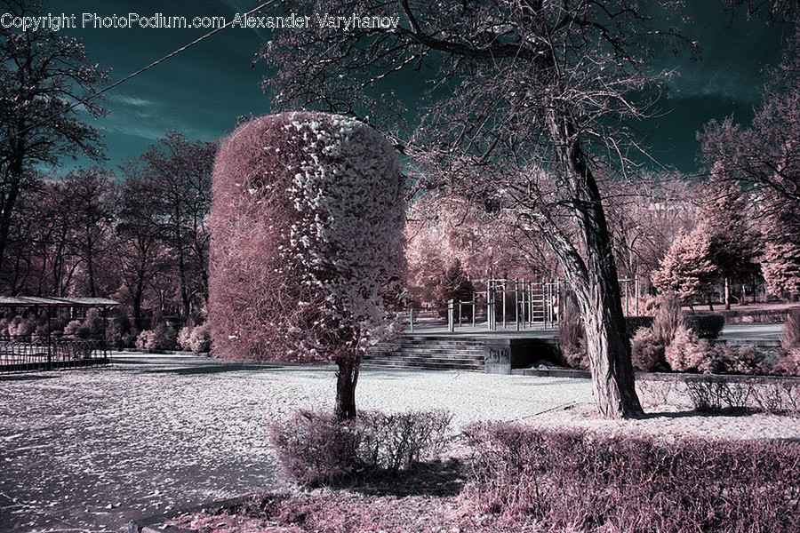 Frost, Ice, Outdoors, Snow, Blossom